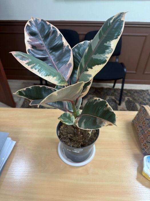 Фикус королевский 40 см высота