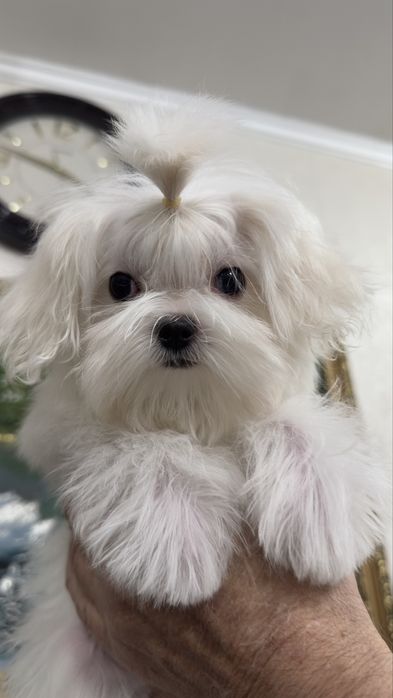 Супер малышка мини мальтезе,беби фейс