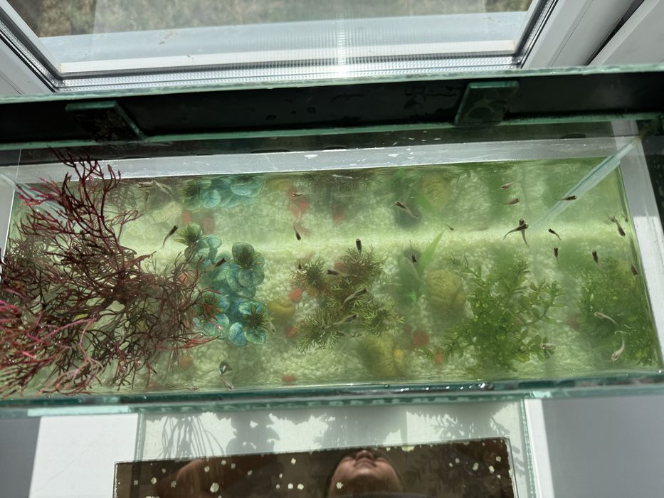 Аквариум на 15 литров