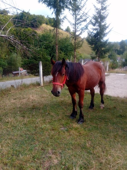 Vand mânz de 1 an si 4 luni ușor negociabil