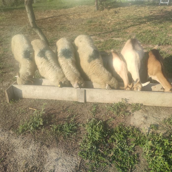 Oi și capra la prima fătare cu 2 iede