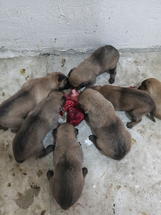 Бельгийская овчарка күшіктері.