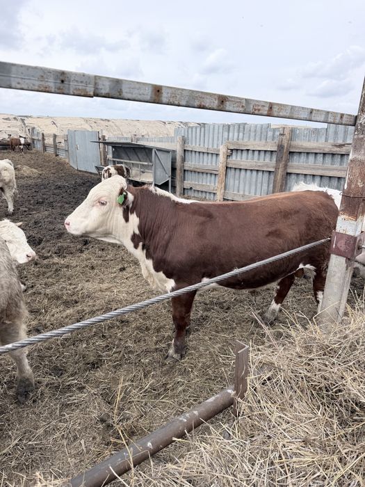 Продаю быка на племя .