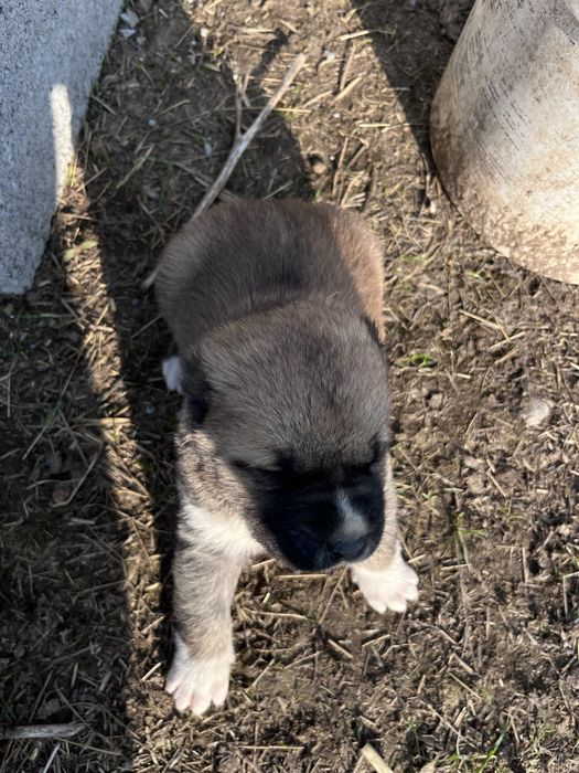 Алабай кушыктер