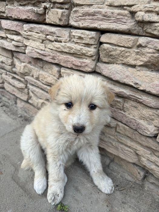 Отдам щенка в добрые руки