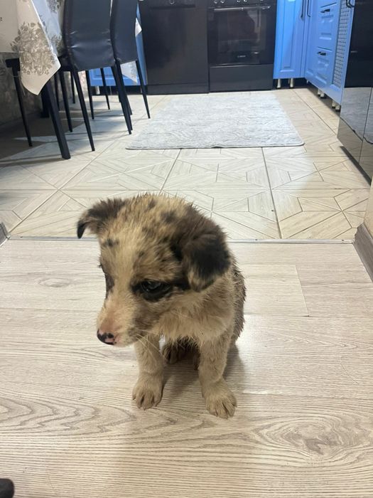 Отдаём щенка в хорошие руки