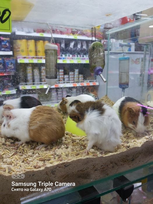 Морские свинки ,малыши