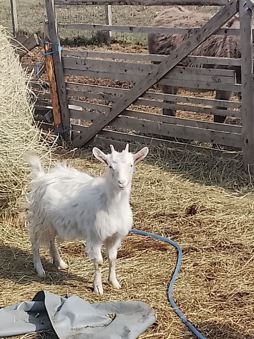 Vând capre sannen și metis de sannen cu alpină