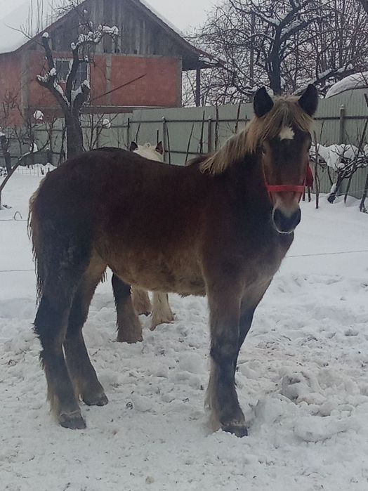 Vând mânză 8 luni foarte cuminte