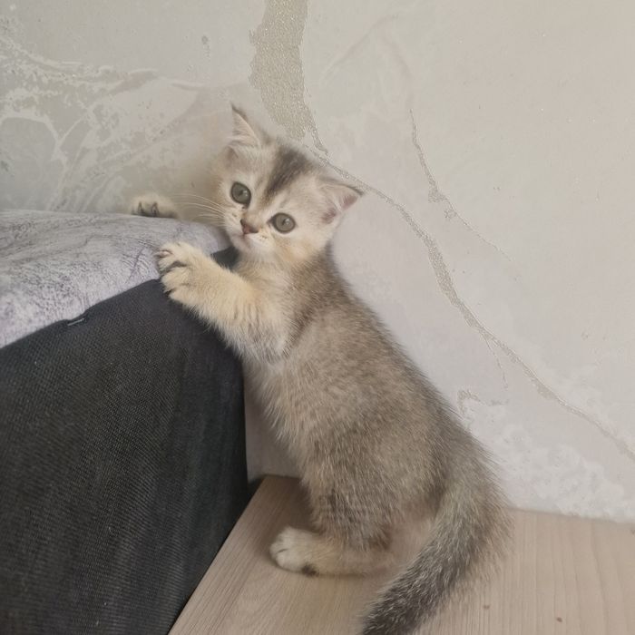 Котенок котенок котенок