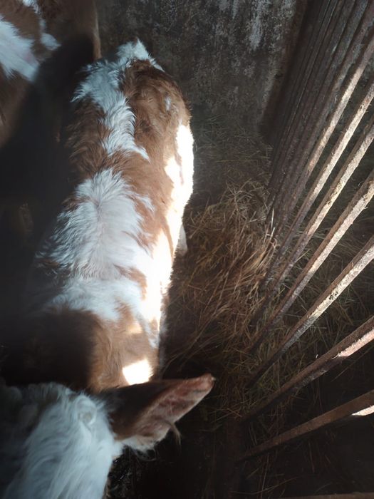 Продам месячного бычка