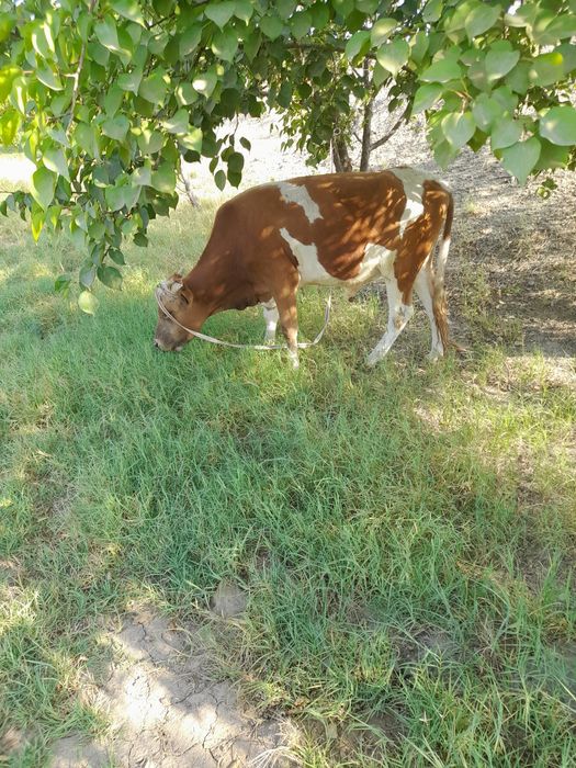 Xukizlar sotiladi soni 10 dona