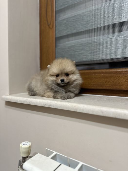 Мини Померан