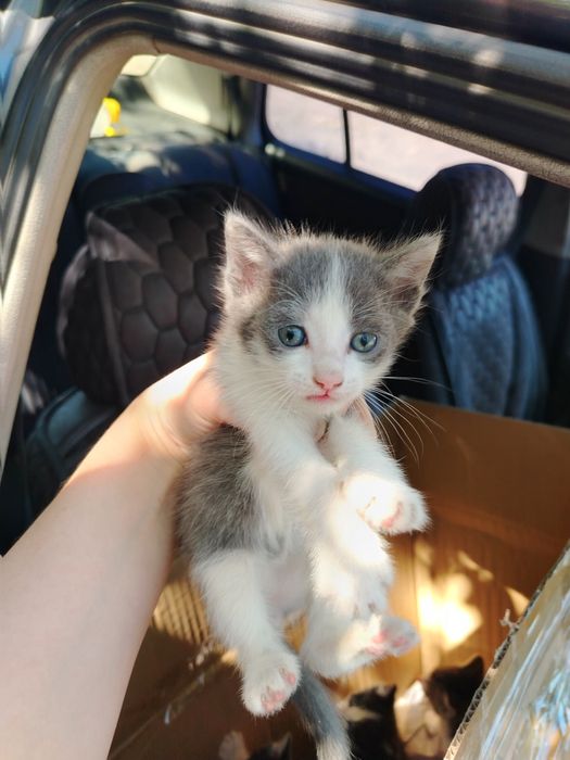 Отдам котят в добрые руки