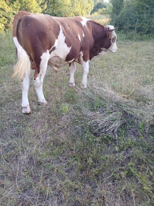 Vând Taur și vaca cu vital