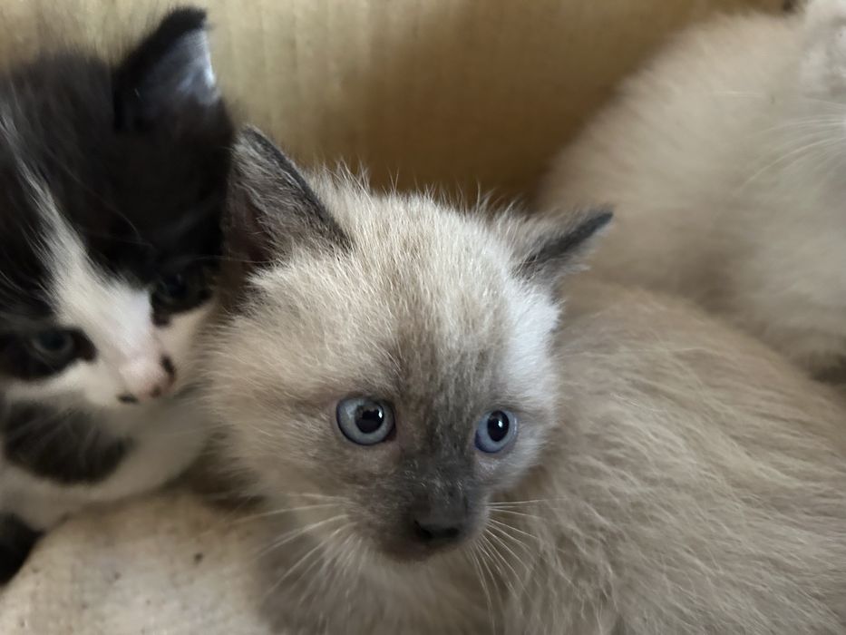 Котята бесплатно
