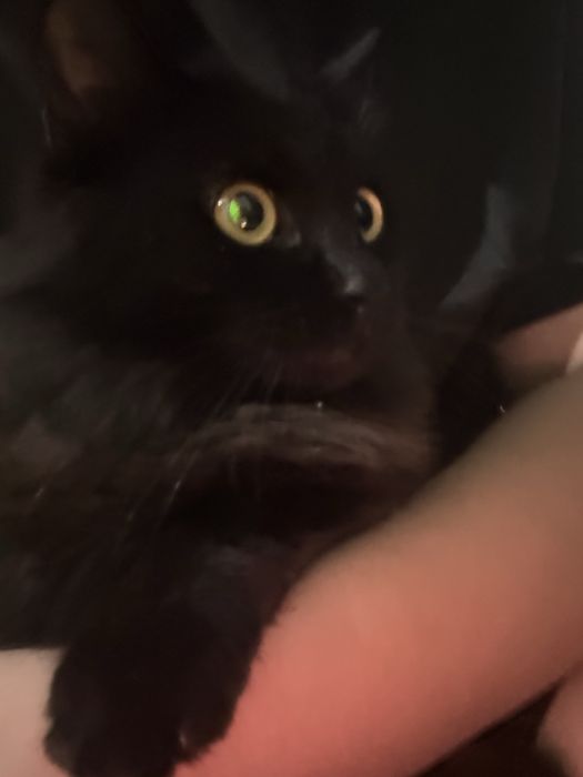 Отдаю кота в добрые руки