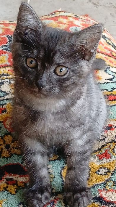 котята ищут новый дом