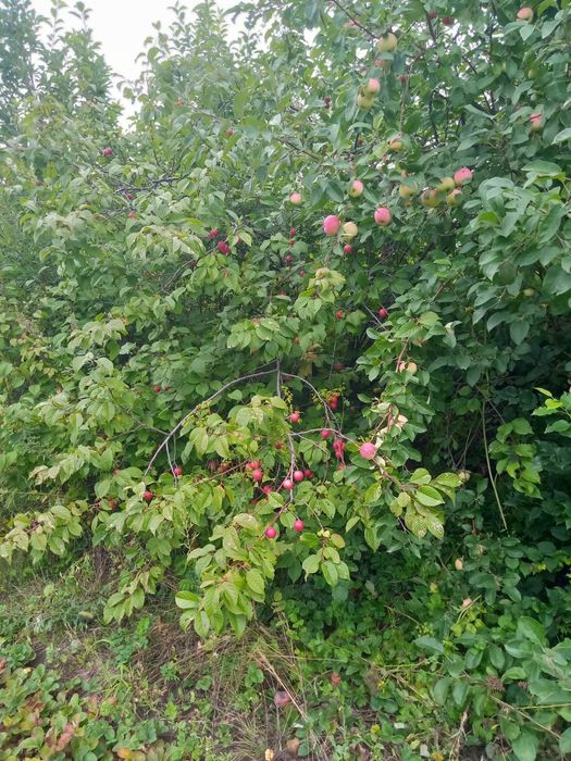 Частный дом загородный