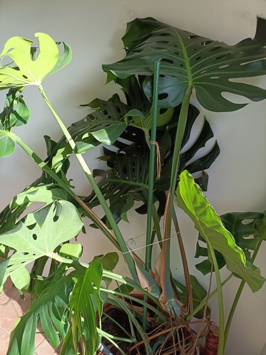 Plante verzi interior