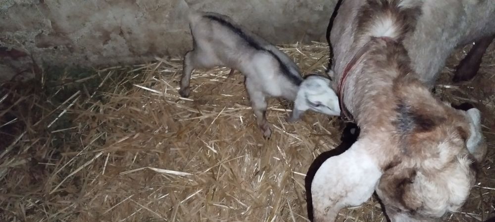 Vînd capra cu doua iedute