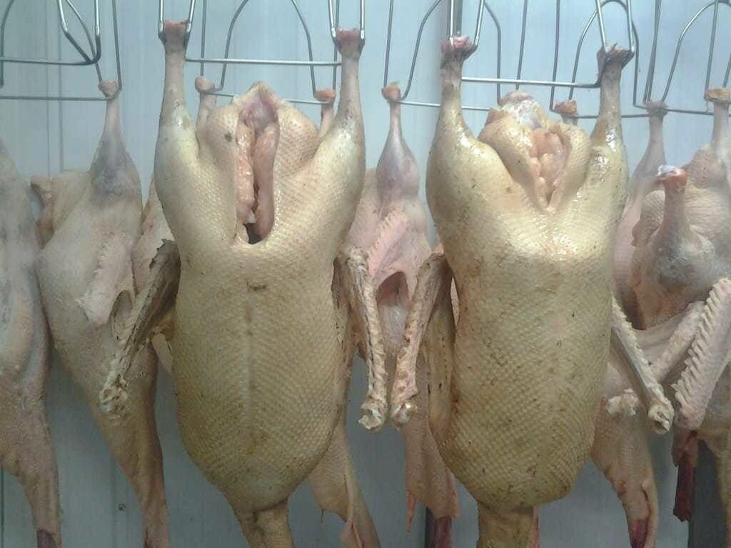 Мясо утки бройлера фото Мясо утки бройлера фото
