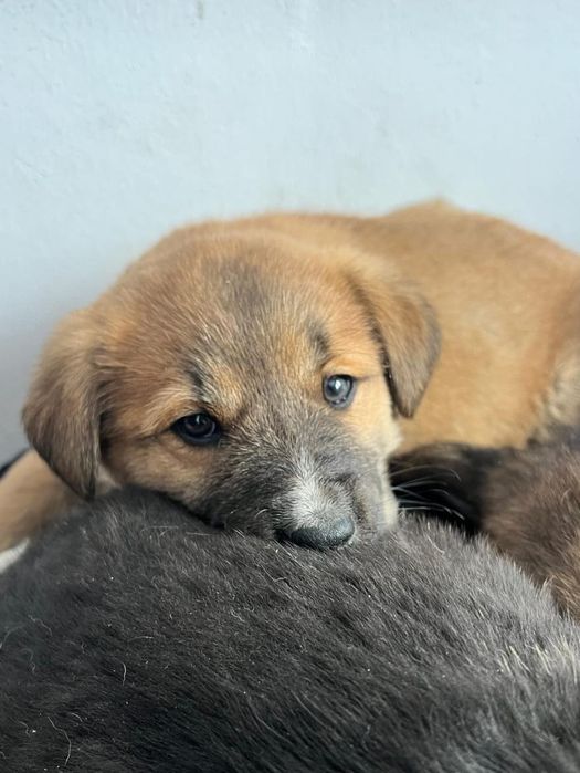 Щенки , бесплатно