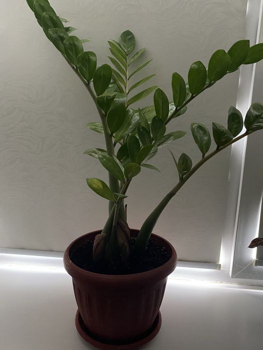 Цветы 2000 тг-1500 тг-1000 тг