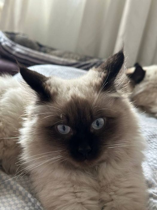 Пропал кот Далестанская