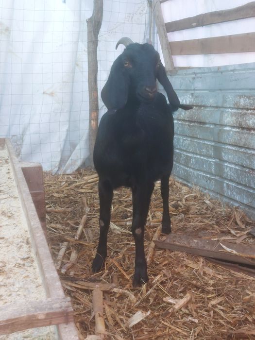 Capra gestanta la prima fătare