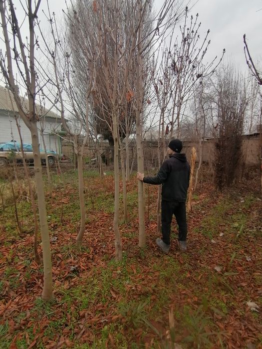 Kashtan daraxtlari bor 3,5metrdan 4,5metrgacha shakl berilgan 15 yilli