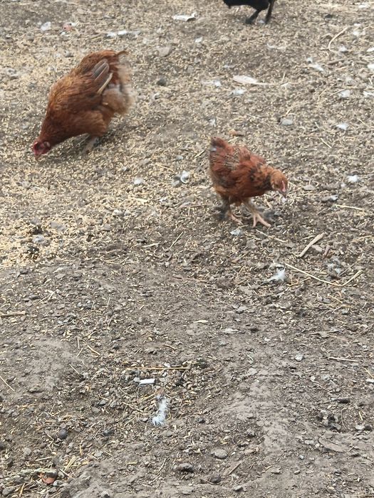 Продам курей и петухов