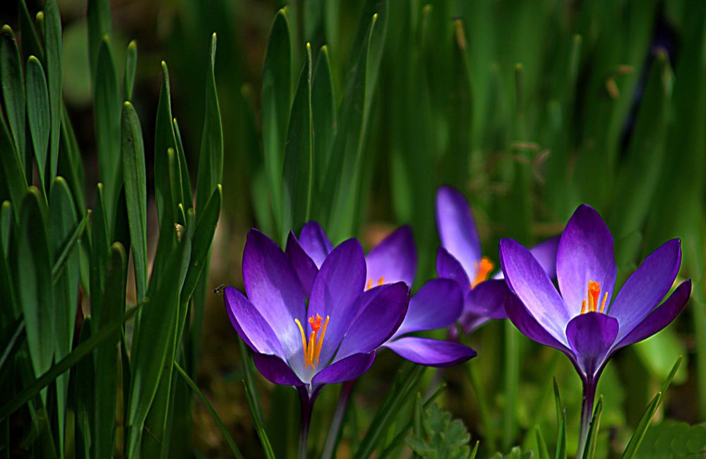 Canon 6D+ obiectiv 28-80