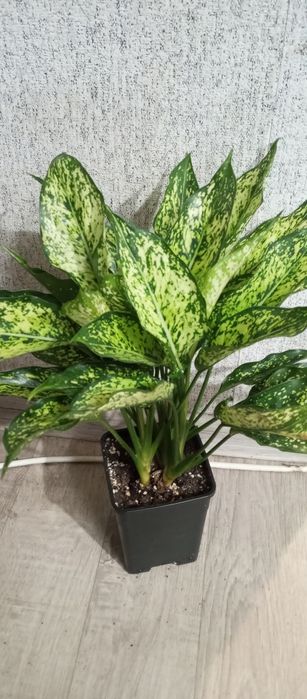 Распродажа сортовых аглоанем