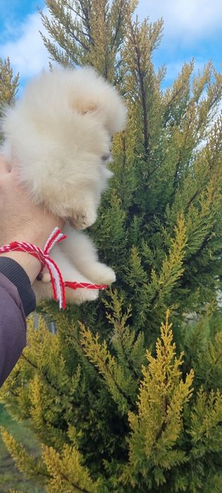 Померан  мини померанче