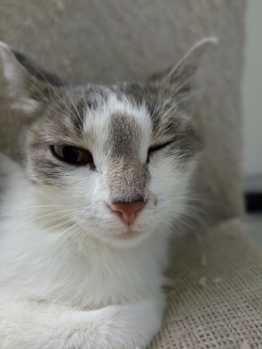 Котенок черный 7 недель