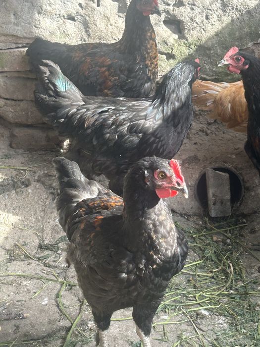 Cocosi de vanzare