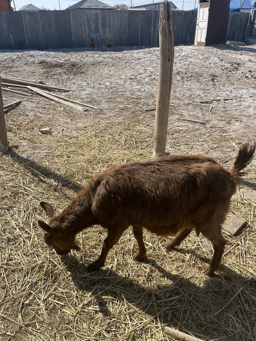 Ешкілер сатылады