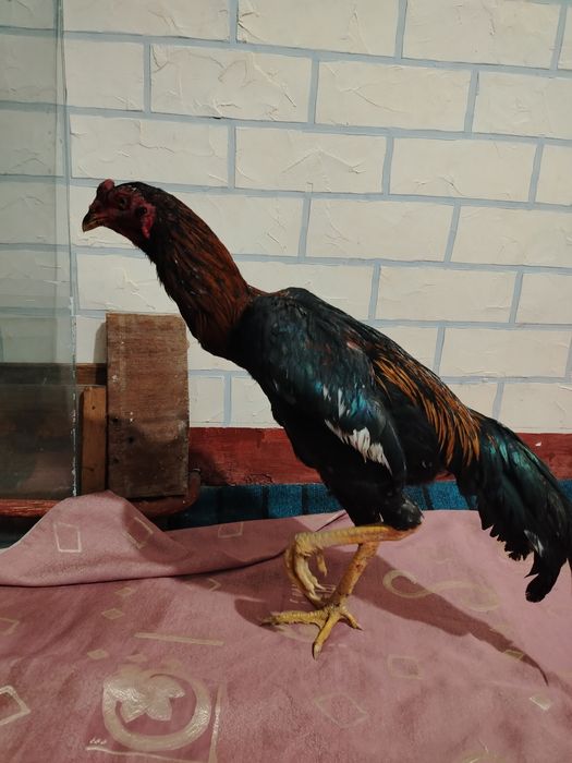 Dakan xo'roz sotiladi