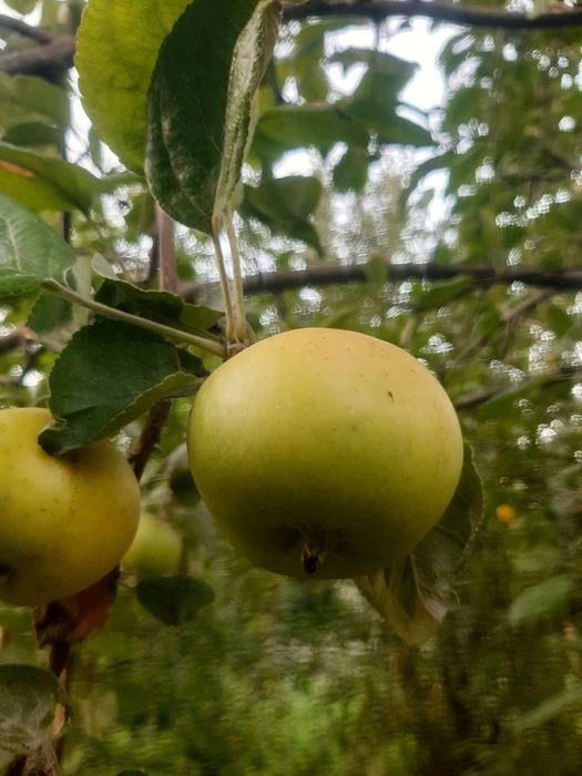СРОЧНО продам яблоки по дешёвке