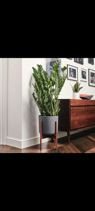 Замиокулькас Долларовое дерево растение Доллар