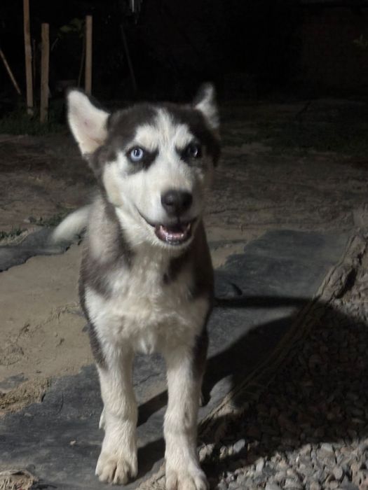 Продам хаски ДЕВОЧКА!