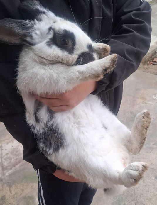 Quyonlar sotiladi кролик