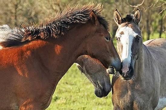 Лошади для разведения