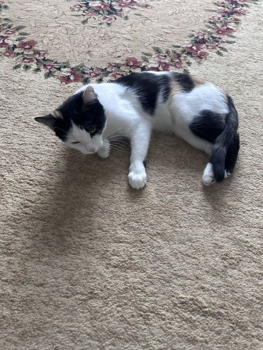 От кошку в добрые руки