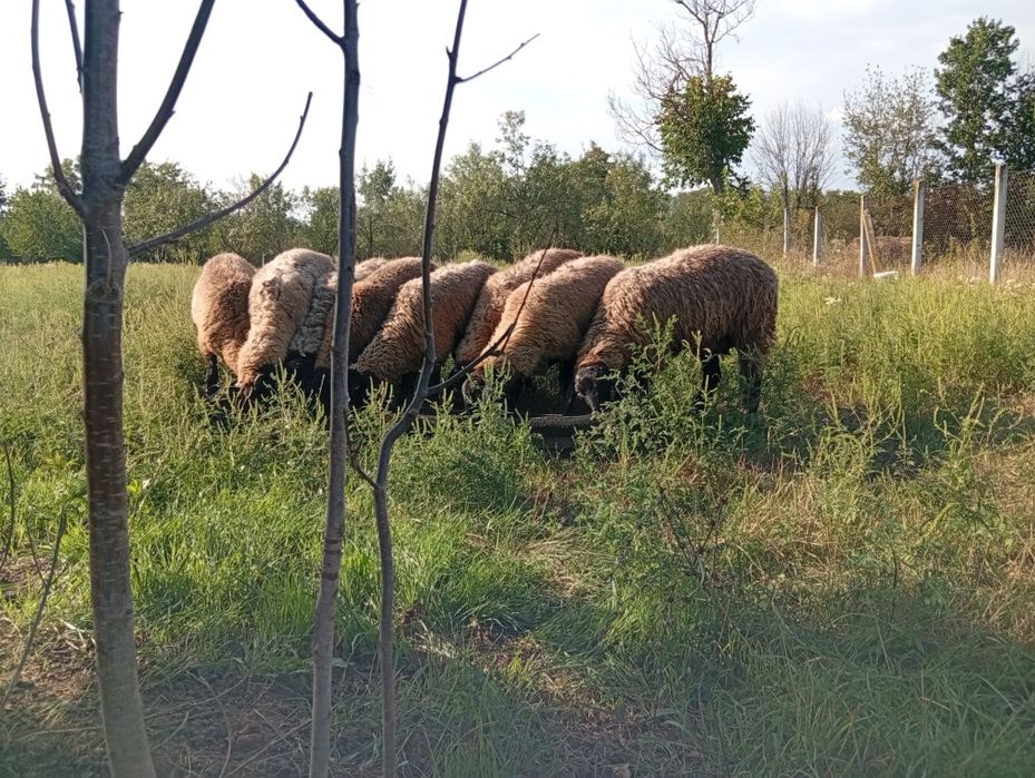Vând oi carabas sarbesc pret bucata