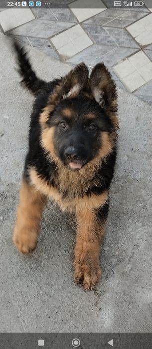 Немецкая овчарка