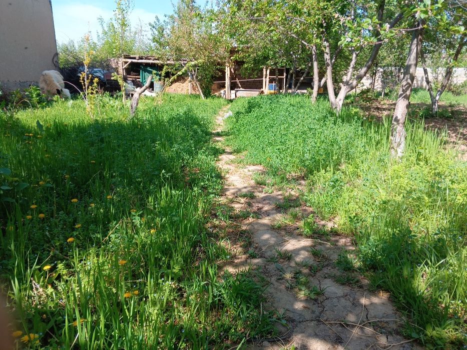 Xovli 4 sotik yuqori Chirchiq tumani