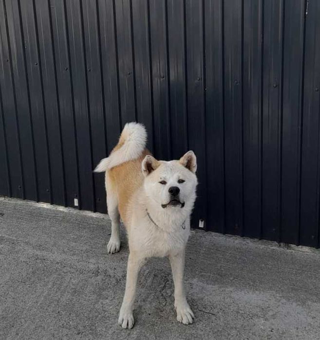 Donez akita inu baiat rasa pura