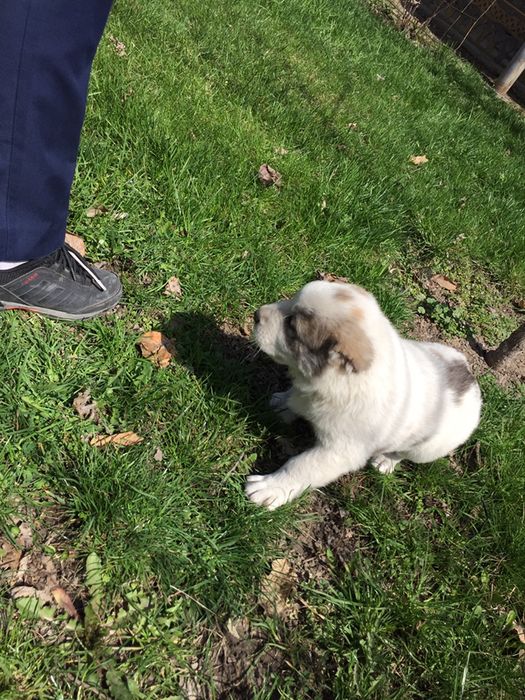 Породистая Собака